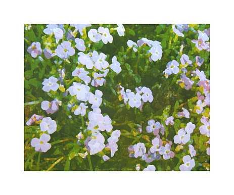 Frühlingsblumen