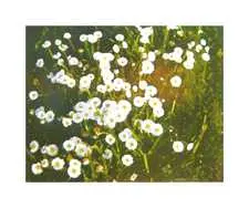 Wiesenblumen